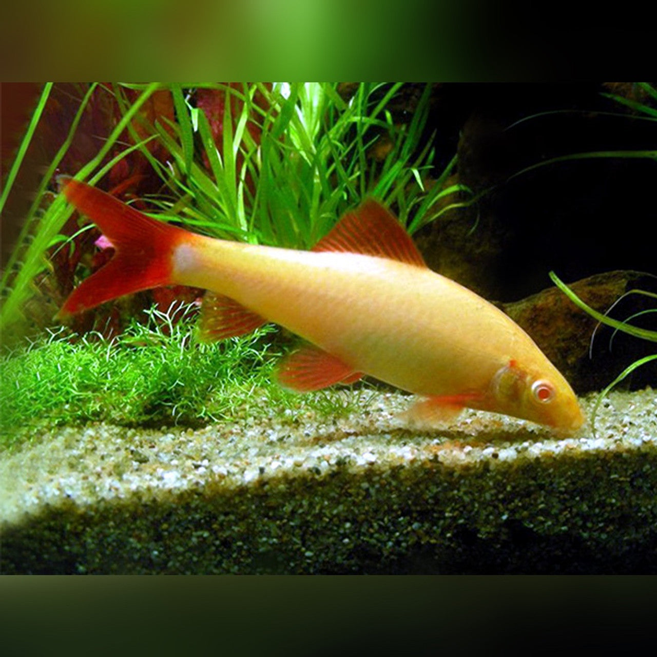 Albino Rainbow Shark (Epalzeorhynchos frenatum) - 2" - Live Fish