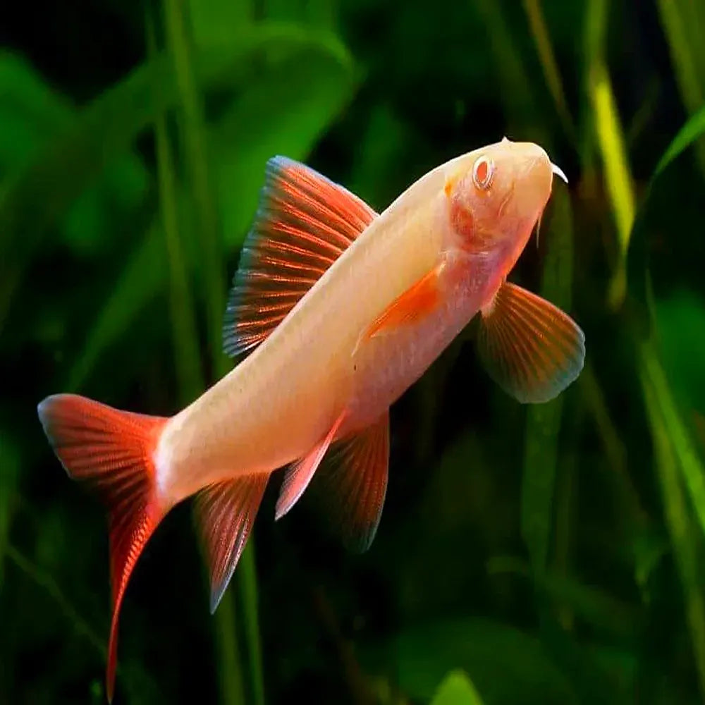 Albino Rainbow Shark (Epalzeorhynchos frenatum) - 2" - Live Fish