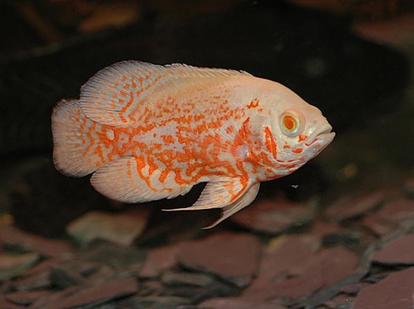 Albino Tiger Oscar Cichlid (Astronotus ocellatus) - 1"-2" - Live Fish