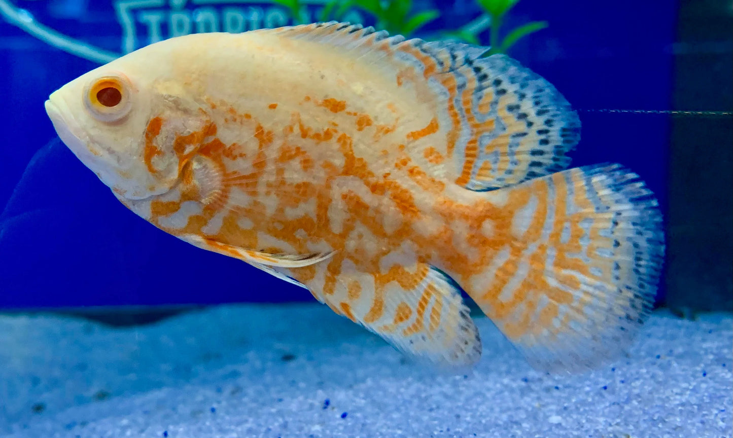 Albino Tiger Oscar Cichlid (Astronotus ocellatus) - 1"-2" - Live Fish