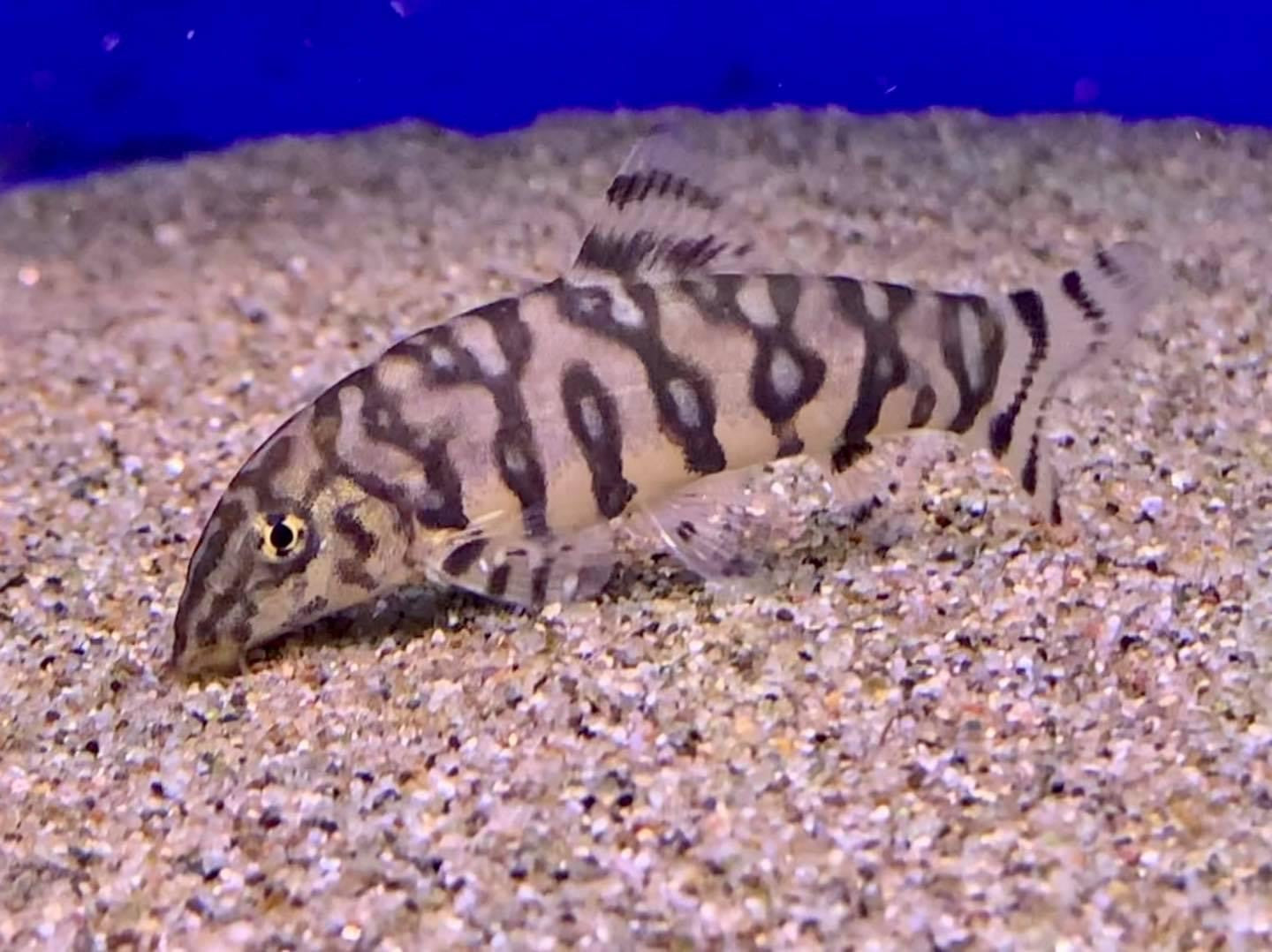 YoYo Loach (Botia almorhae) - Live Fish
