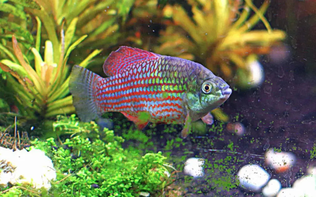 Flagfish Killifish (Jordanella floridae) - Live Fish