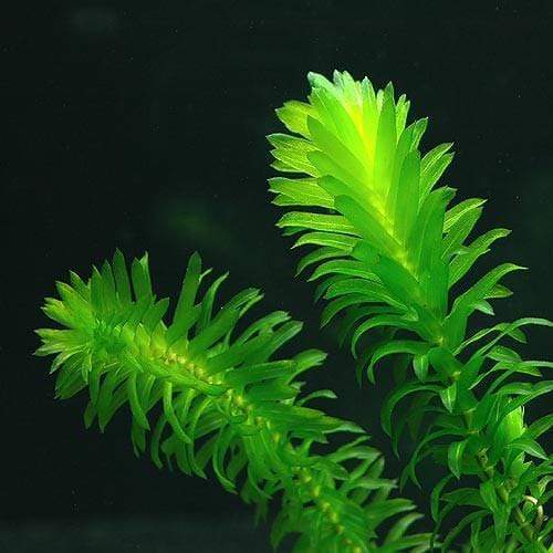 Anacharis, bunch (Egeria Densa) -Aquatic Plant