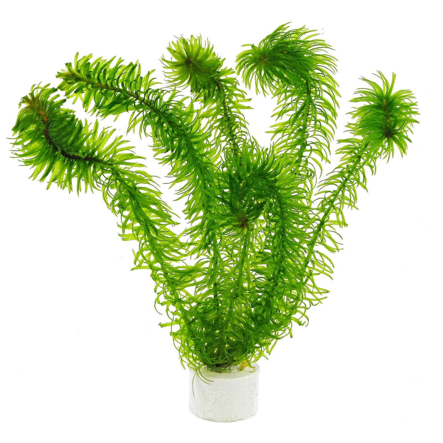 Anacharis, bunch (Egeria Densa) -Aquatic Plant