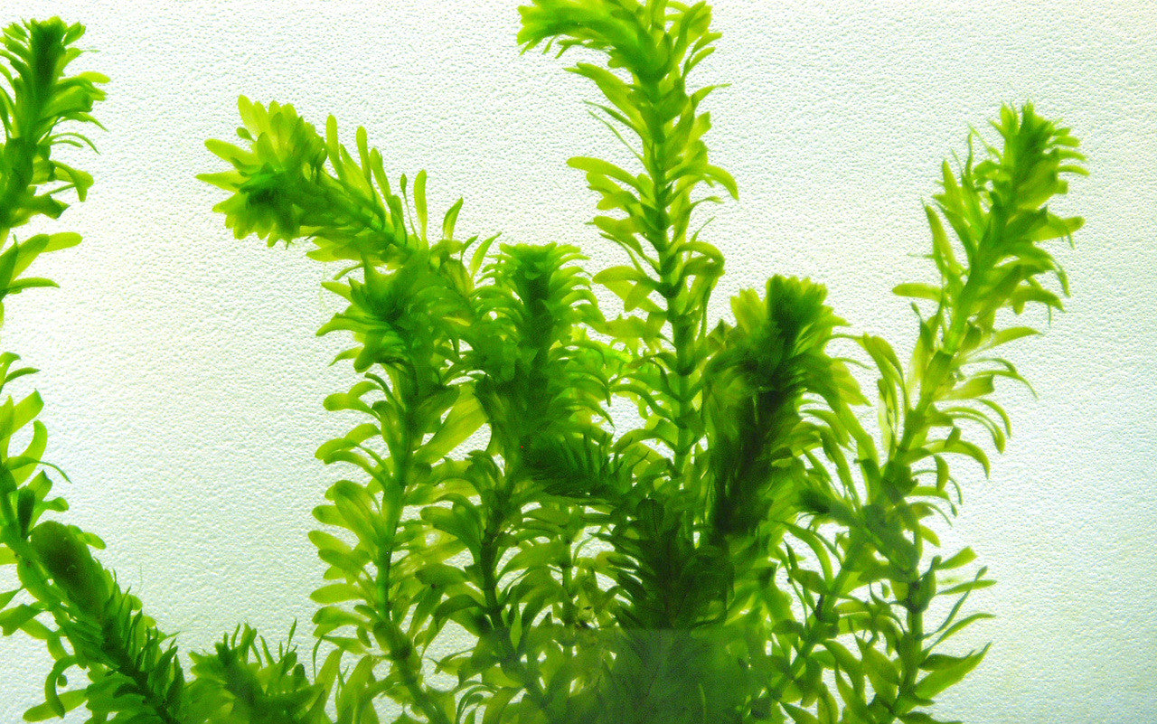 Anacharis, bunch (Egeria Densa) -Aquatic Plant