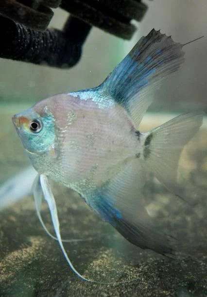 Blue Blushing Angelfish (Pterophyllum scalare) -Live Fish