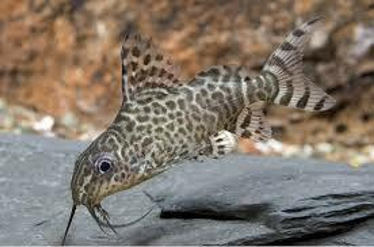 Lace Cat Synodontis