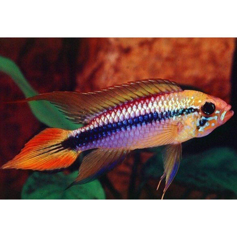 Apistogramma Agassizii Double Red- Live Fish