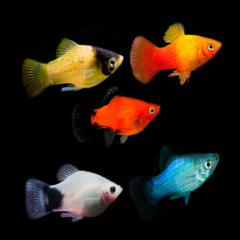 Assorted Platy (Xiphophorus maculatus) - Live Fish