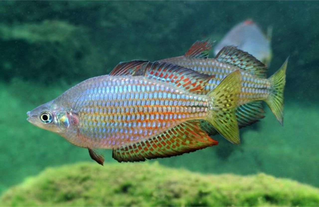 Australian Rainbowfish (Melanotaenia fluviatilis) - Live Fish