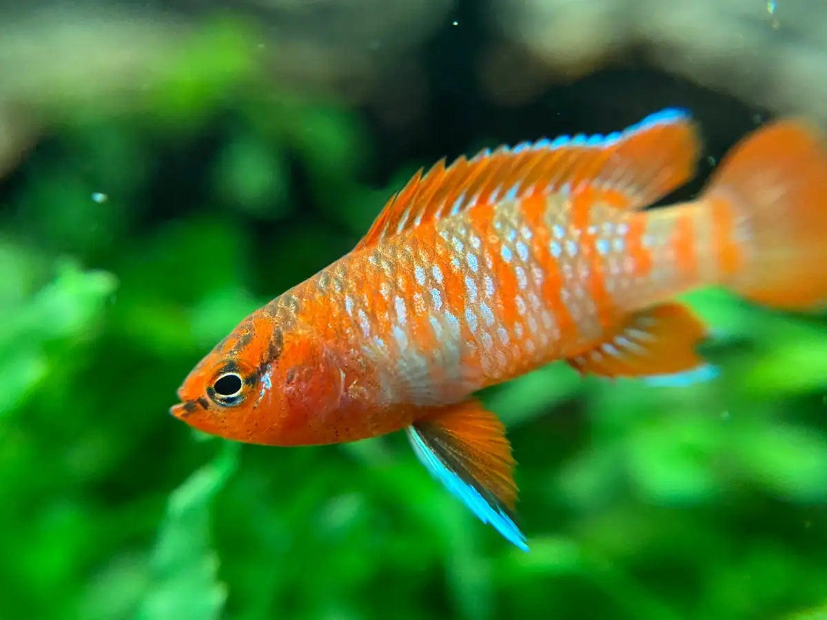 Scarlet Badis (Dario dario)