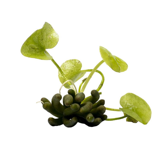 Banana Lily  (Nymphoides aquatica)
