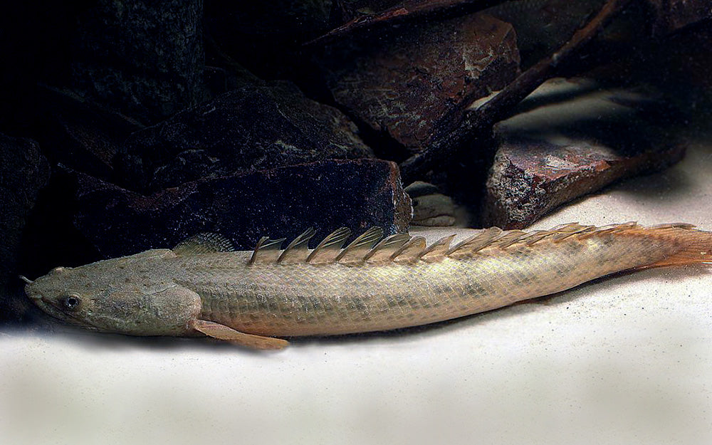 Polypterus Senegalus