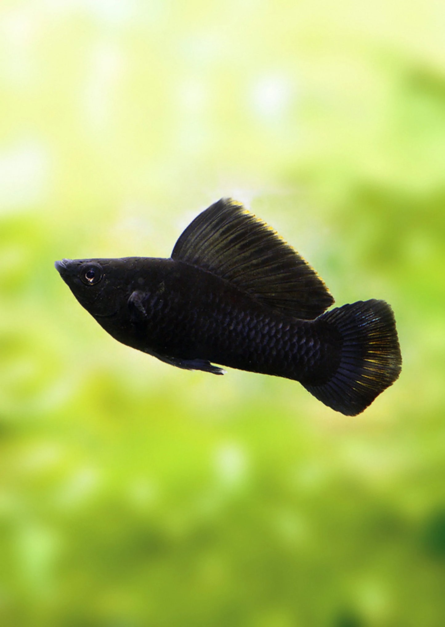 Black Sailfin Molly (Poecilia latipinna) - Live Fish