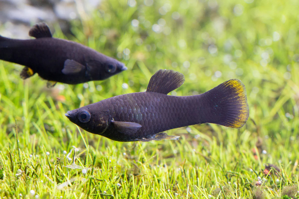 Black Sailfin Molly (Poecilia latipinna) - Live Fish