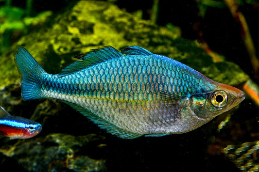 Turquoise Rainbowfish (Melanotaenia lacustris) - 1.5"-2" - Live fish