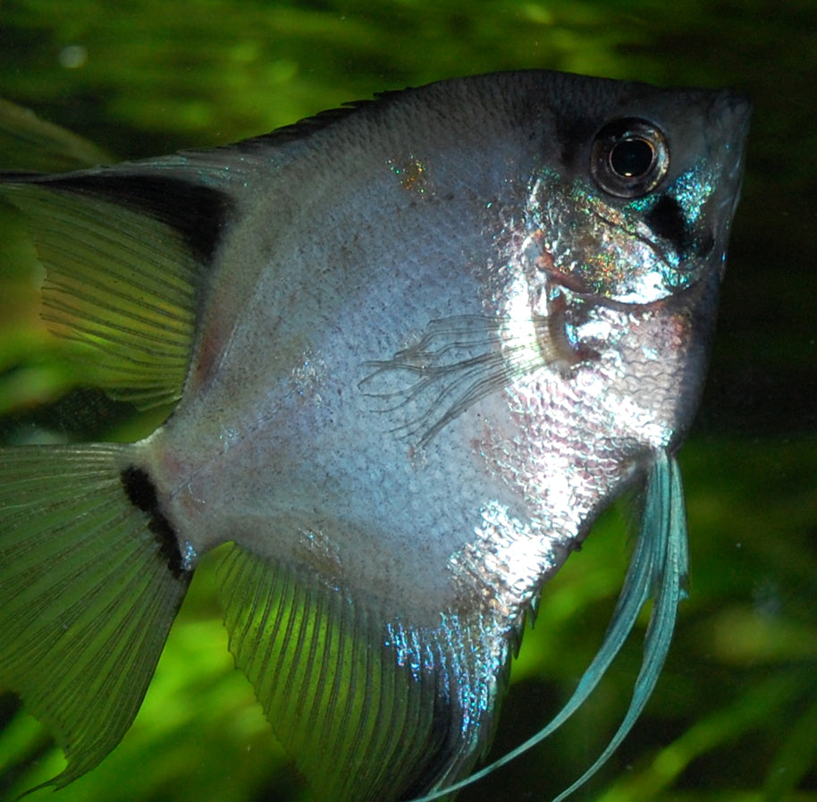 Blue Blushing Angelfish (Pterophyllum scalare) -Live Fish