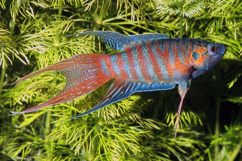 Blue Paradise Gourami (Macropodus opercularis)