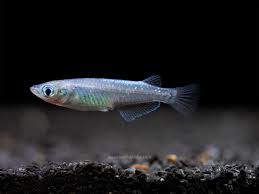 Ricefish Sparkled Blue Killifish (Oryzias woworae) - Live Fish