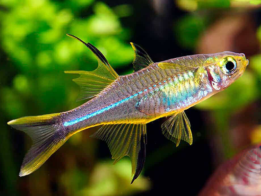 Celebes Rainbowfish (Marosatherina ladigesi)