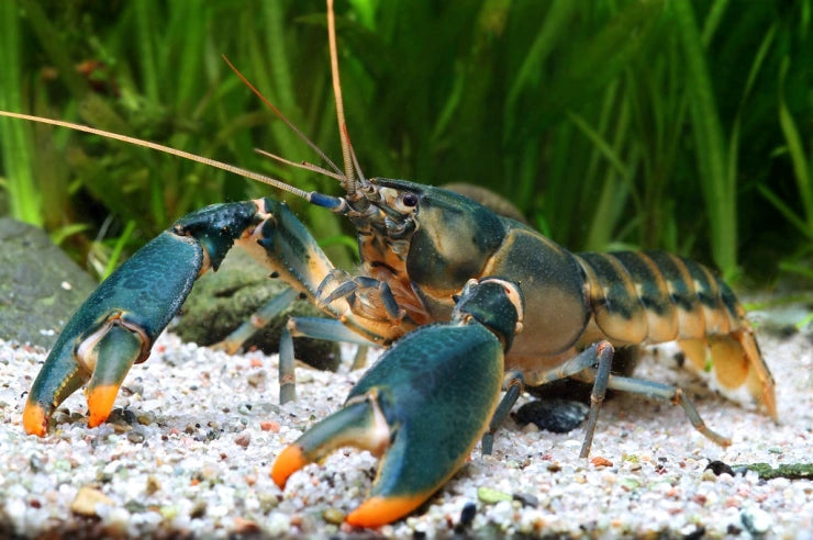 Crayfish- Green