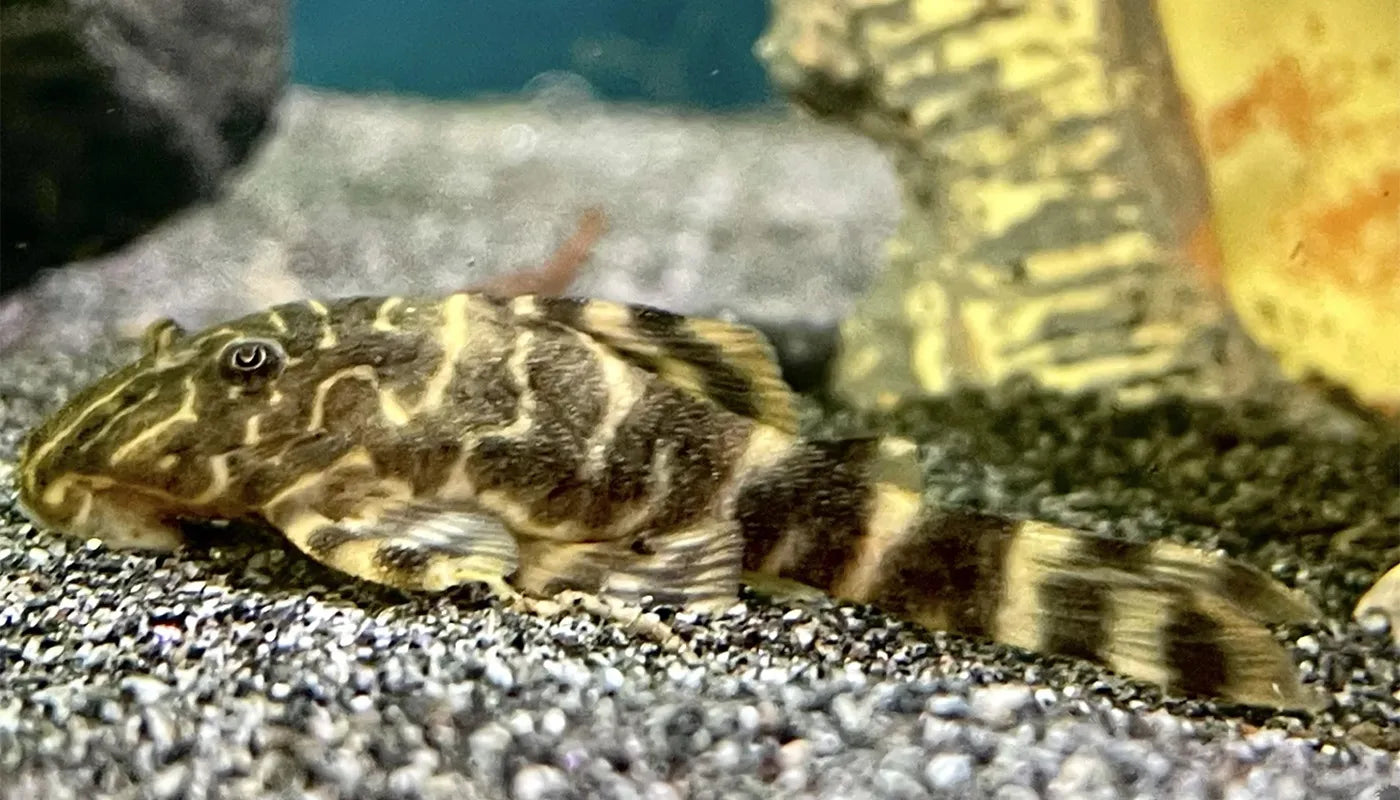 Clown Pleco (Panaqolus Maccus) - Live Fish