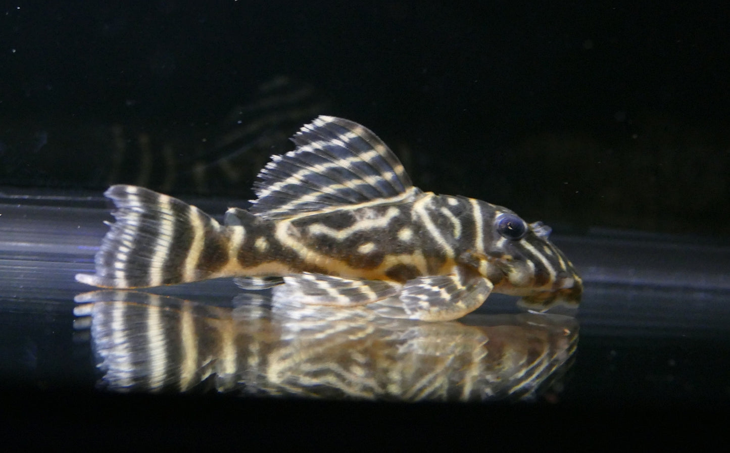 Zebra Brown Pleco