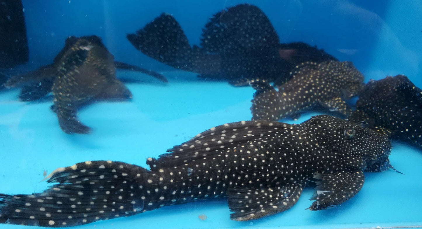 Vampire Pleco