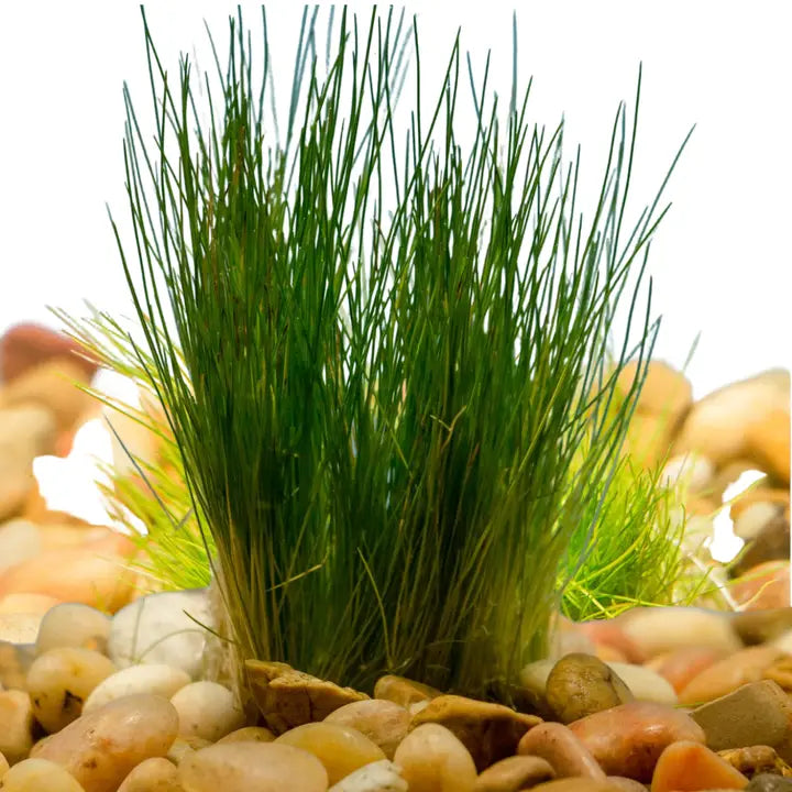 Hairgrass Dwarf Coco Fiber 3x3