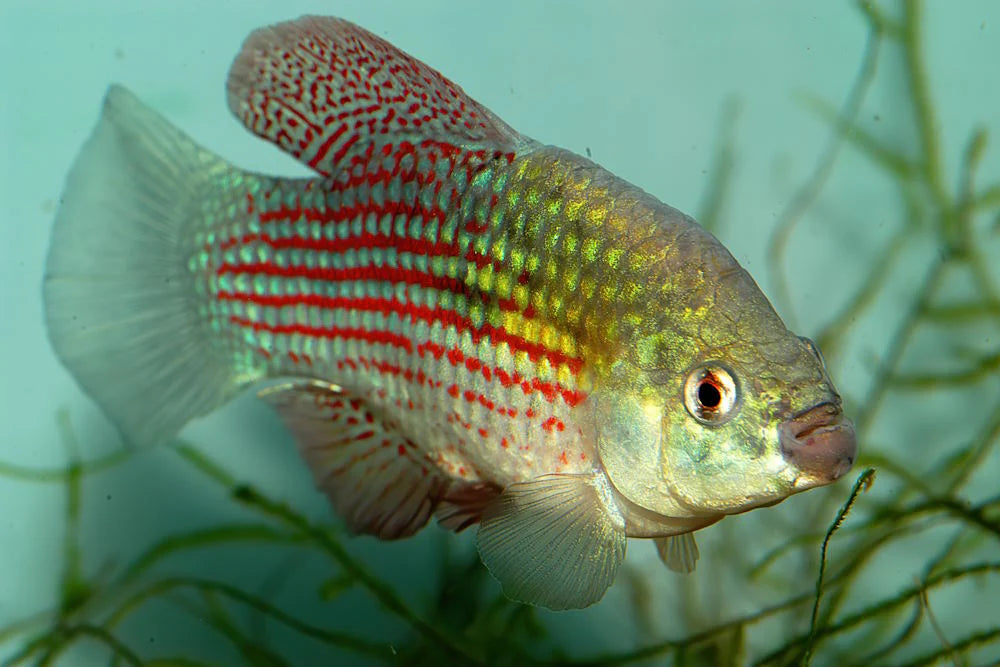 Flagfish Killifish (Jordanella floridae) - Live Fish
