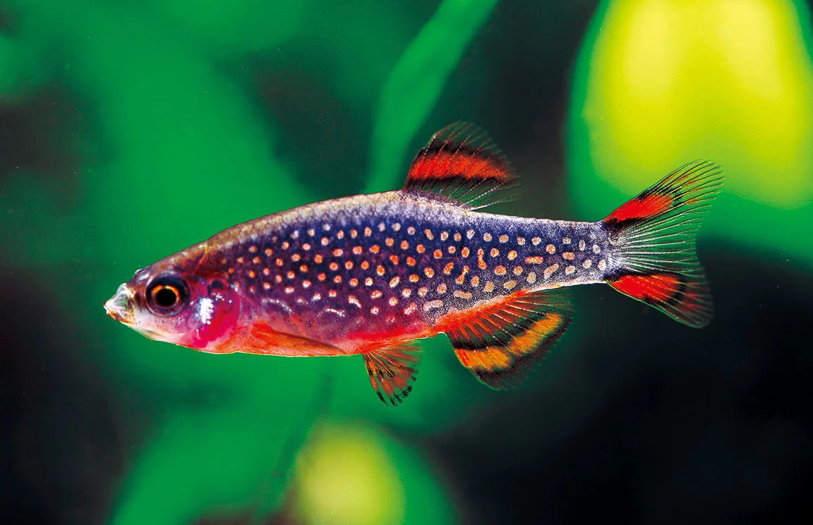 Galaxy Rasbora (Danio margaritatus) - Live Fish