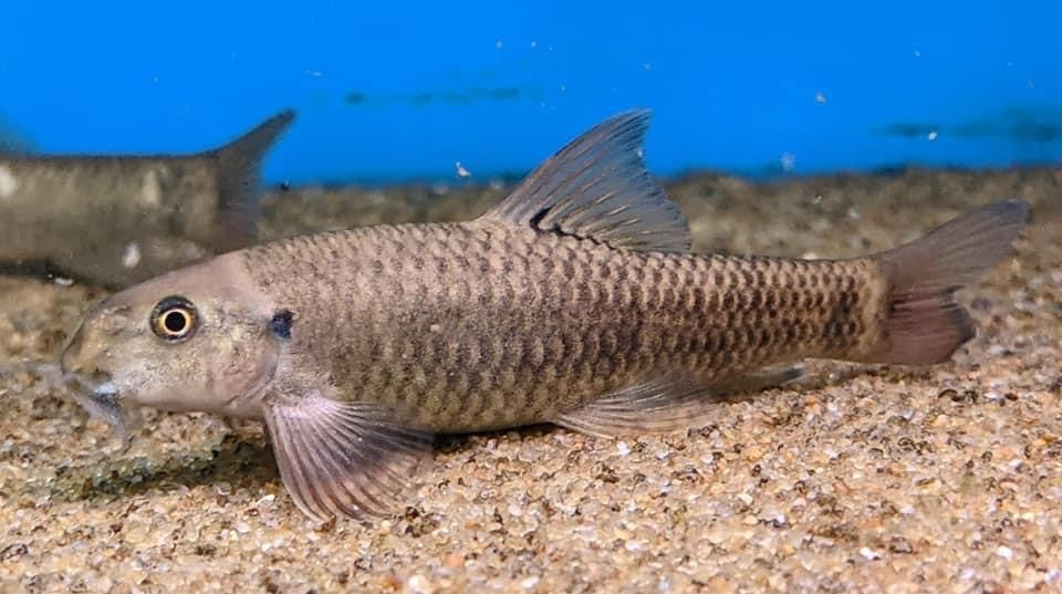 Red Garra Rufa Algae Eater (Garra rufa)