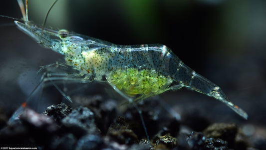 Ghost Shrimp (Palaemonetes paludosus) - Live Freshwater Feeders
