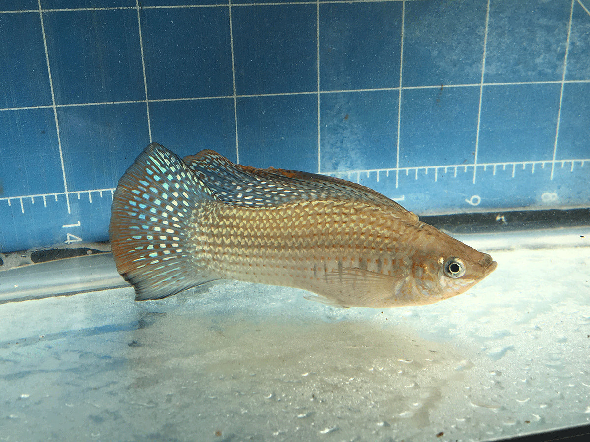 Green Sailfin Molly (Poecilia latipinna) - Live Fish