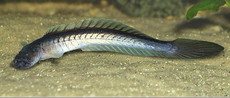 Dragon Goby (Gobioides broussonnetii) - Live Fish