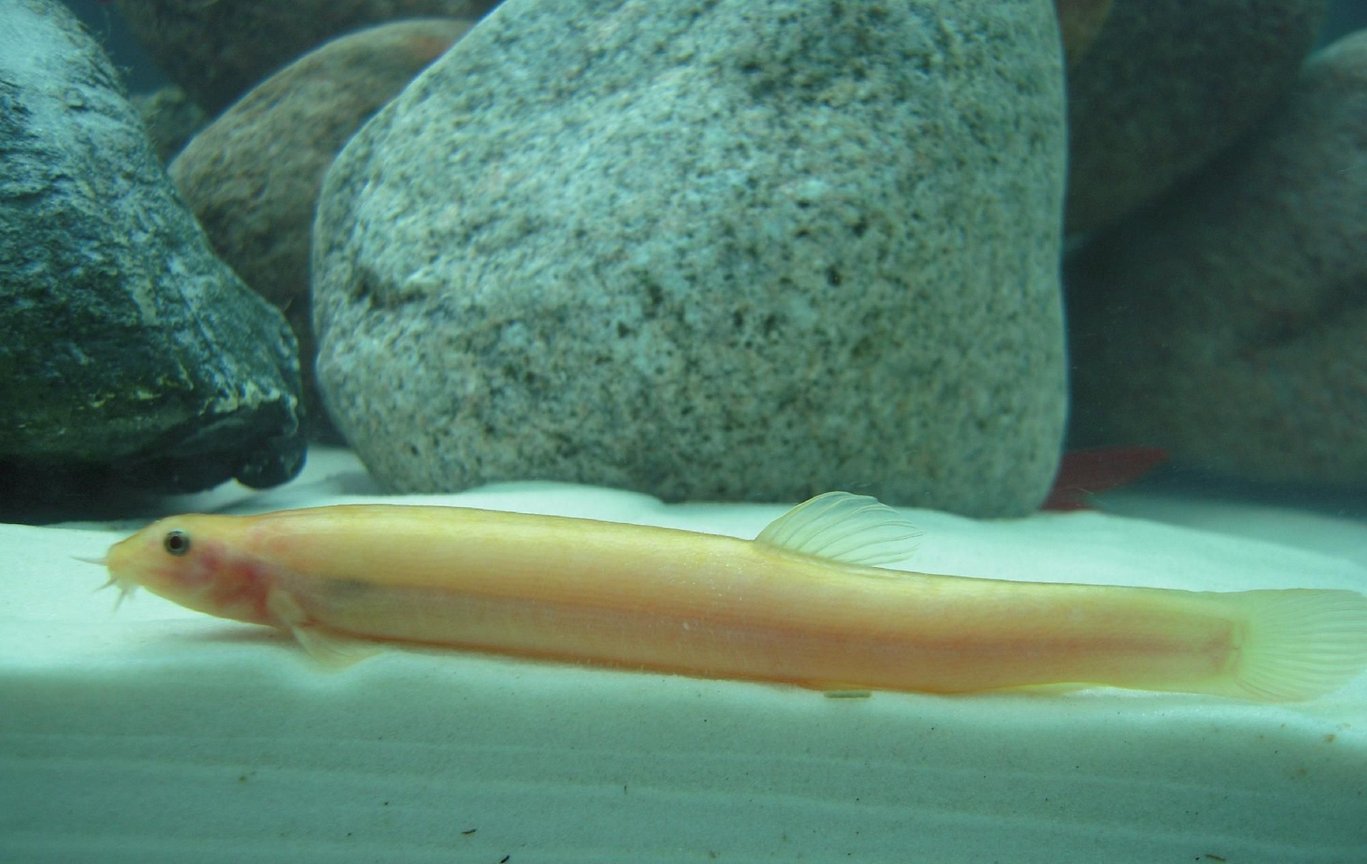 Golden Dojo Loach (Misgurnus anguillicaudatus) - Live Fish
