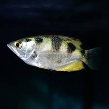 Golden Archer Fish (Toxotes blythii or Toxotes chatareus)