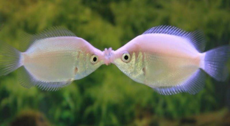 Pink Kisser Gourami (Helostoma temminckii)