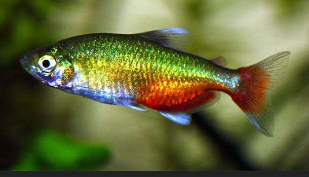 Green Fire Tetra (Aphyocharax rathbuni)- Live Fish