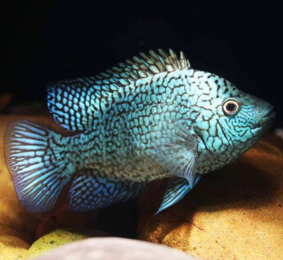 Texas Green Cichlid (Herichthys cyanoguttatus) - Live Fish