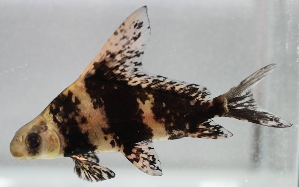 Chinese High Fin Banded Shark / Loach (Myxocyprinus Asiaticus) - Live Fish