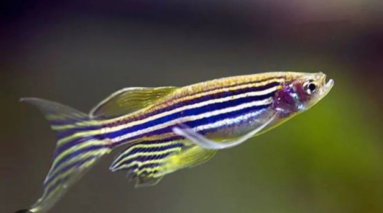 Longfin Zebra Danio