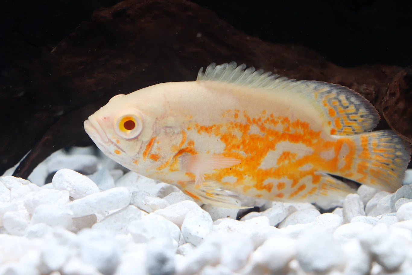Albino Tiger Oscar Cichlid (Astronotus ocellatus) - 1"-2" - Live Fish