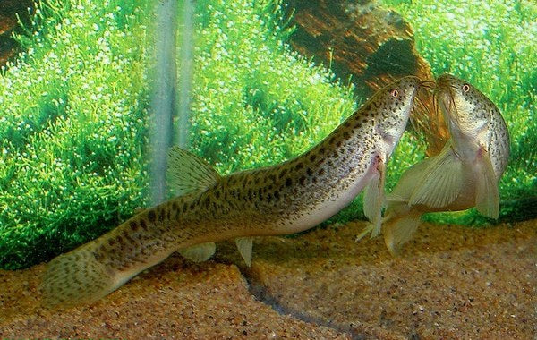 Dojo Loach (Misgurnus anguillicaudatus) - Live Fish