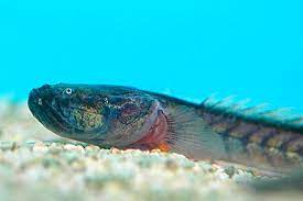 Dragon Goby (Gobioides broussonnetii) - Live Fish