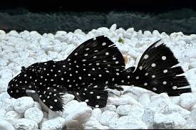 Vampire Pleco