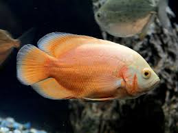 Regular Albino Red Oscar Cichlid (Astronotus ocellatus) - 1"-2" - Live Fish