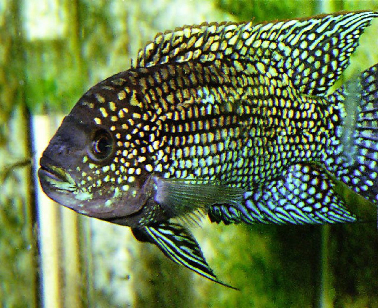 Jack Dempsey Cichlid (Rocio octofasciata) - Live Fish