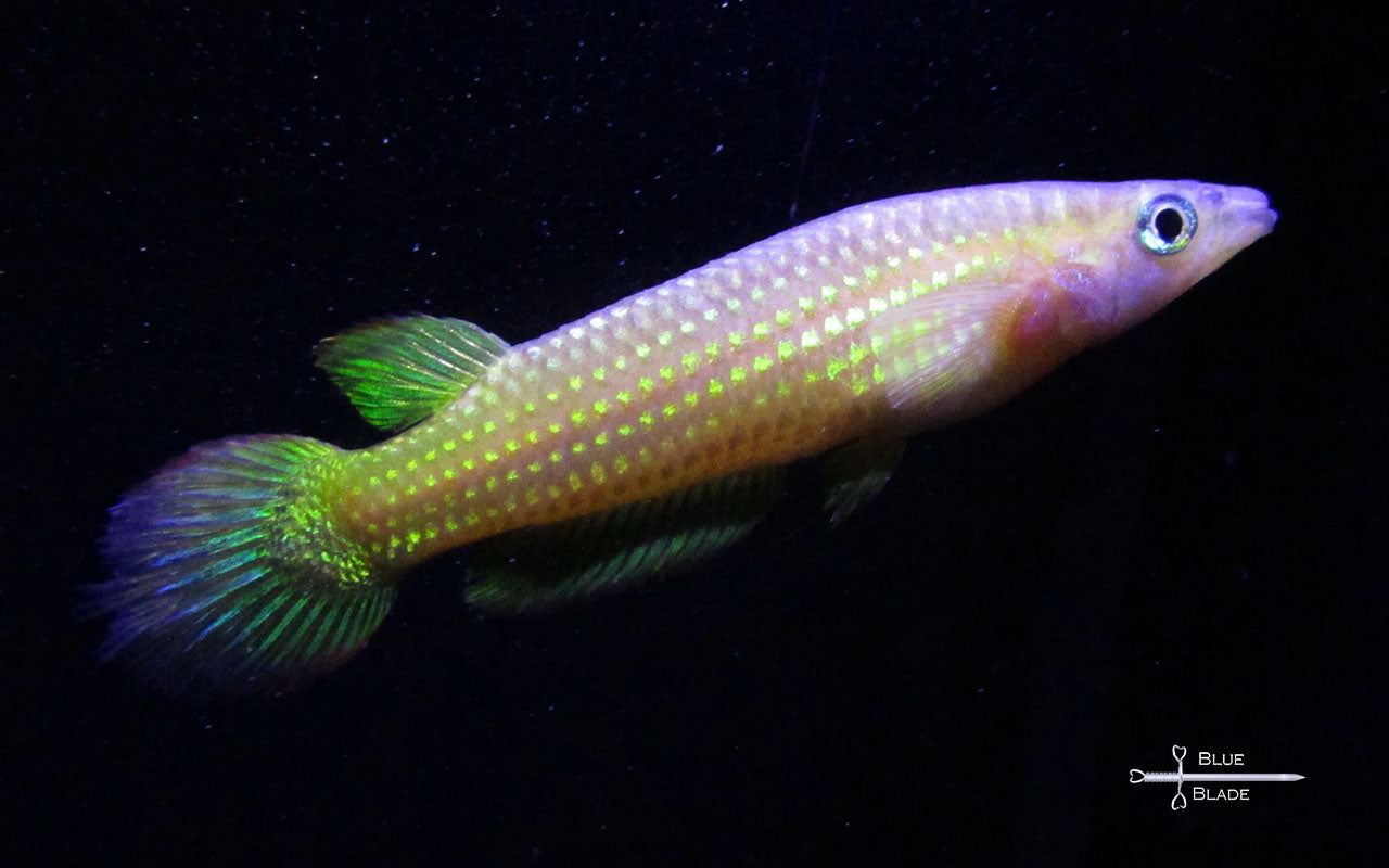 Aplo. Myersi killifish