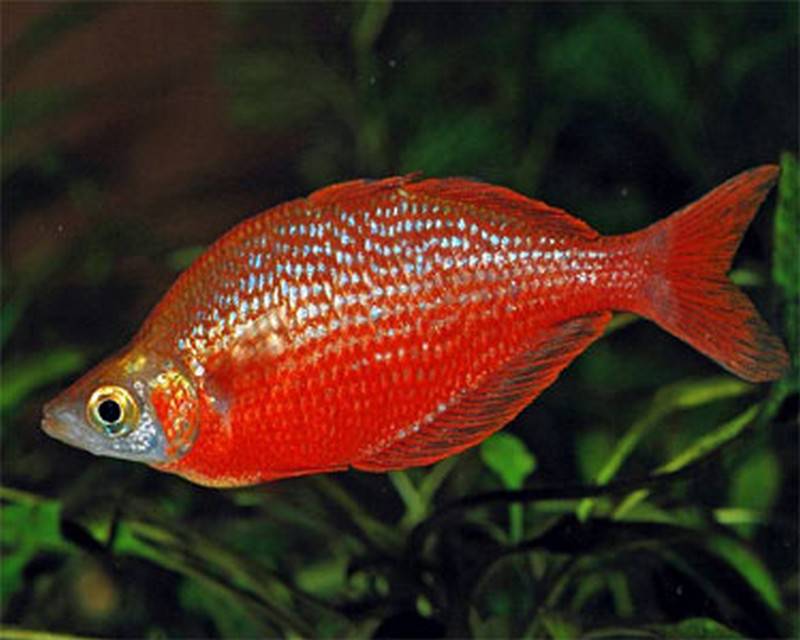 Red Dragon Rainbowfish (Glossolepis multisquamata) - Live Fish
